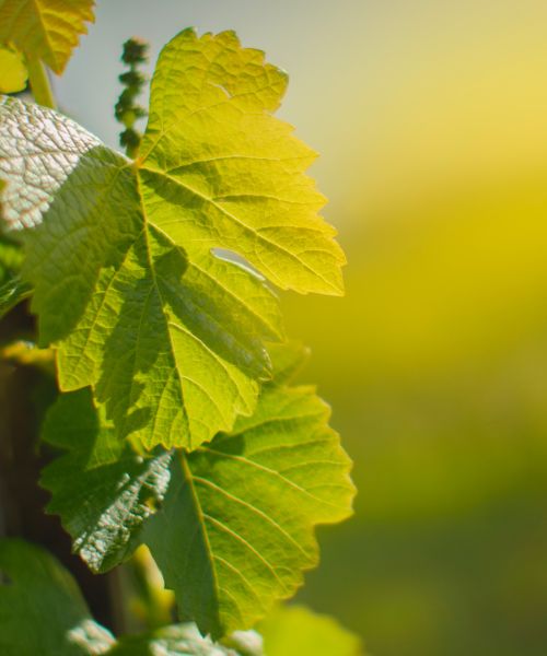 Vinařství Darmovzal Ladislav